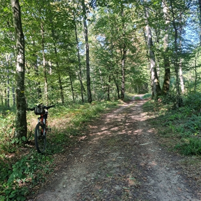 Circuit VTT-VTC n°6 (rouge) Chemins des bois de Bresse