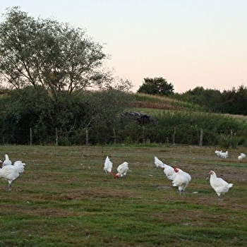 Dans les rayons de la Volaille de Bresse - LOUHANS