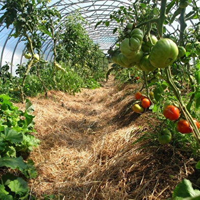 Le Champ des 6 Reines - Maraîchage diversifié AB