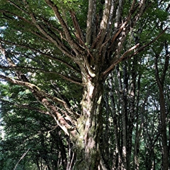 Sortie nature : Les arbres communiquent 26 février et 20 septembre 2025 - RAVEAU