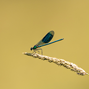 Safari des petites bêtes - GEVRY