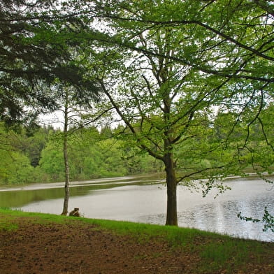 Entre étang et forêts 