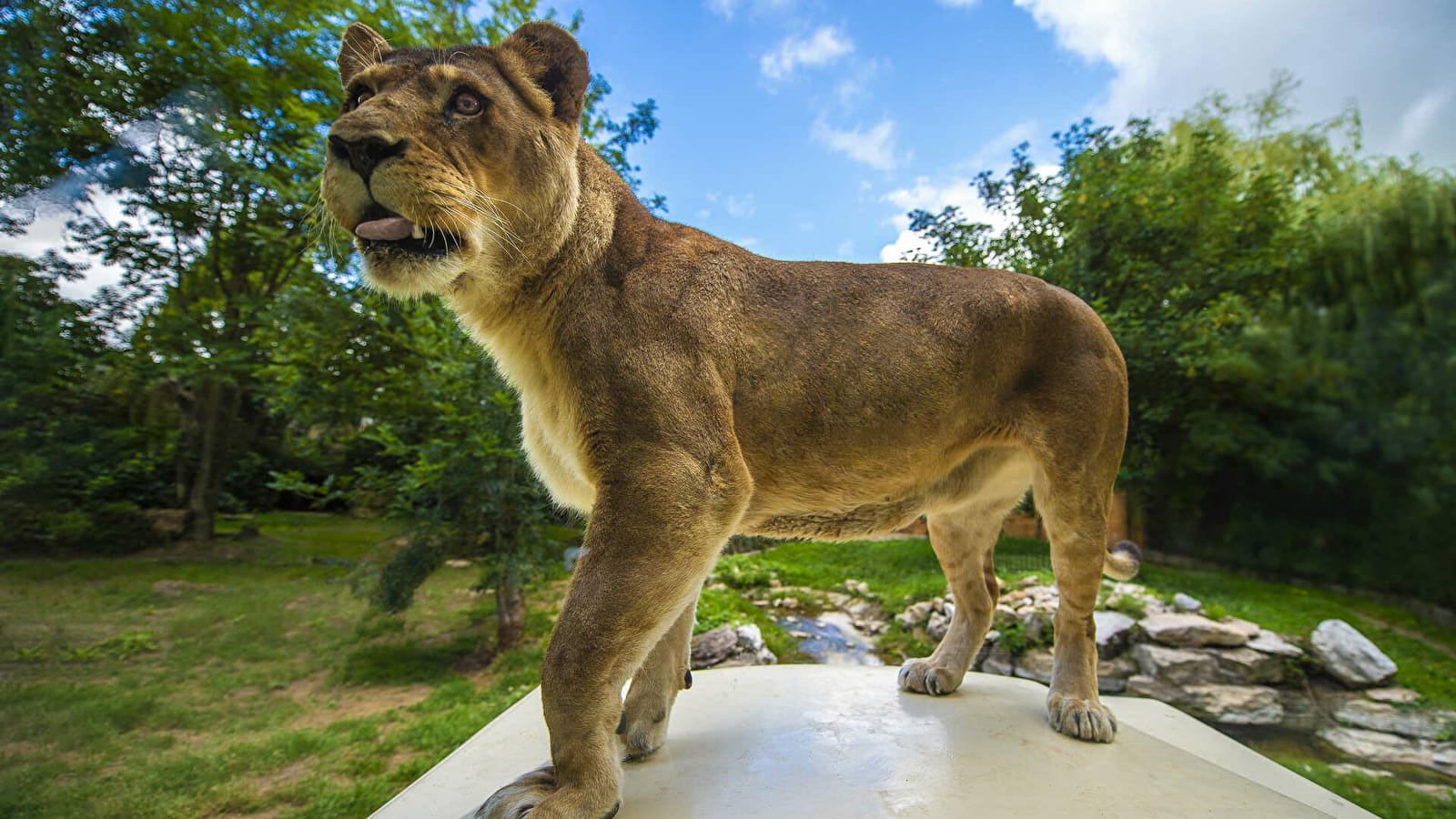 Touroparc Zoo