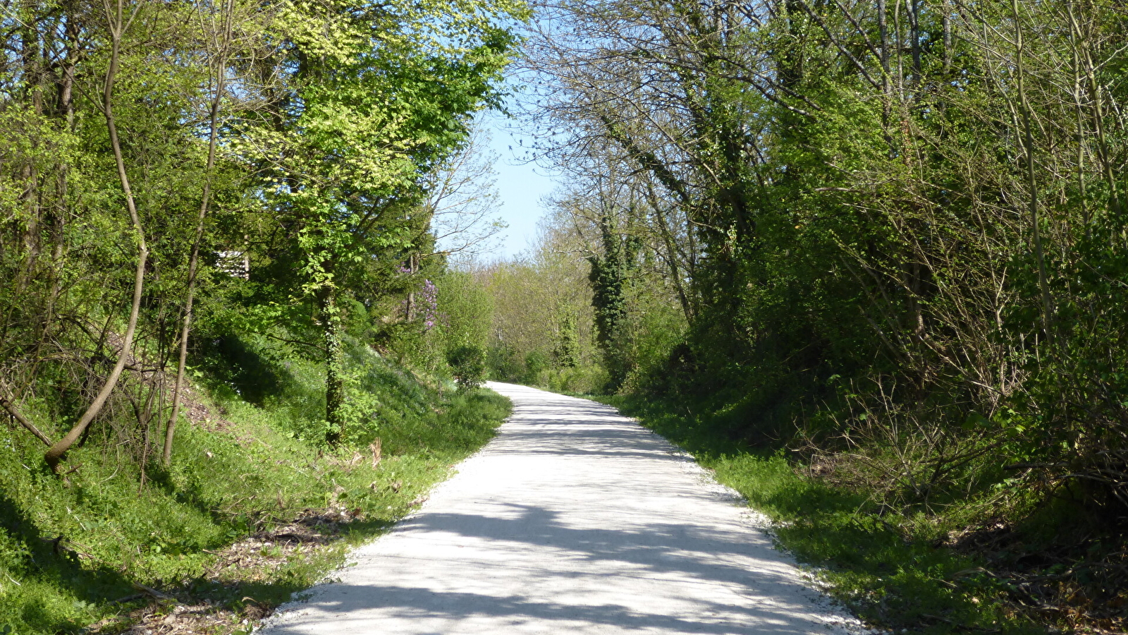 Bois de Brussey