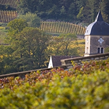 Immersion Paysagère à Chambolle-Musigny - CHAMBOLLE-MUSIGNY