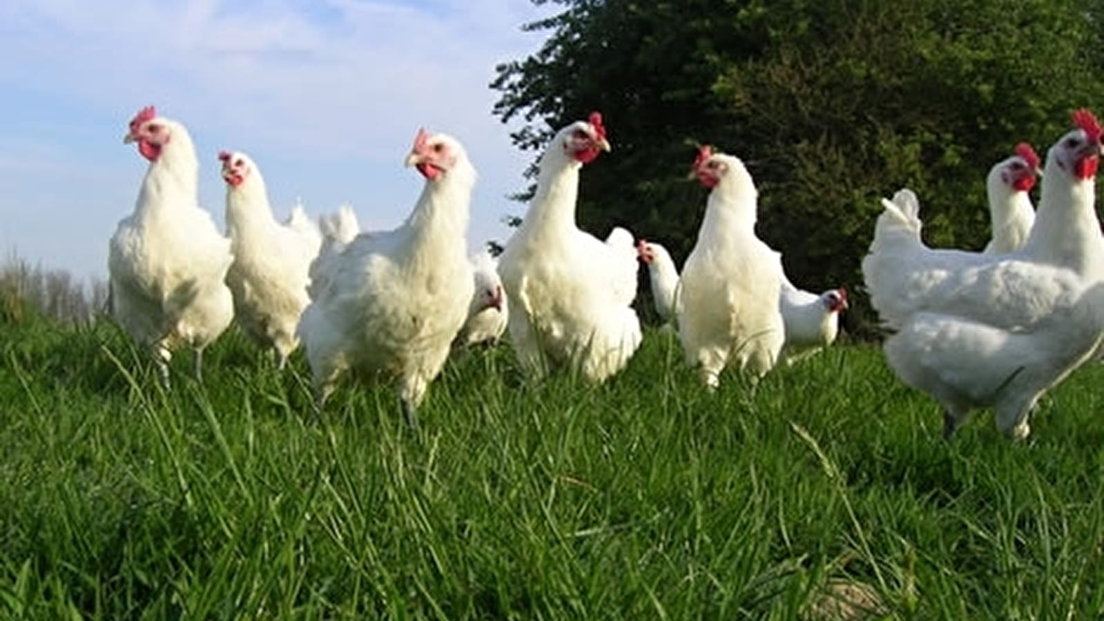 Ferme Roussel-Voisard