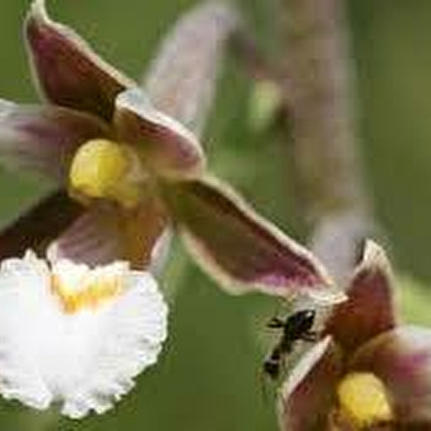 Balade 'du calcaire à orchidées' 