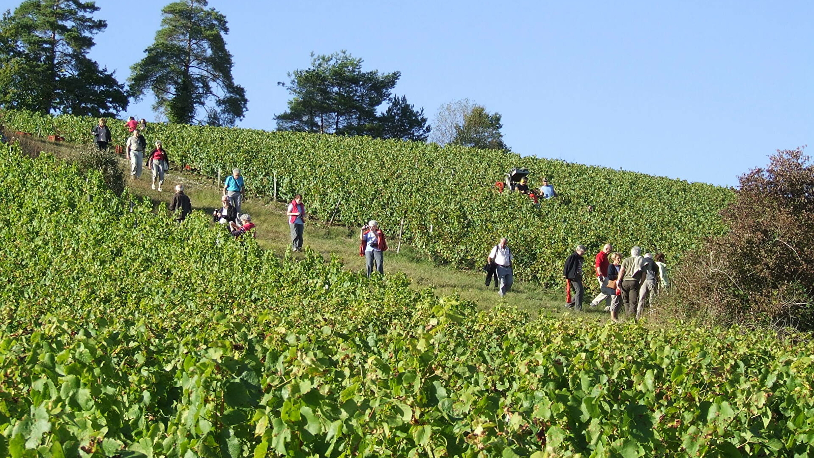 Visite-découverte De la Vigne au Vin