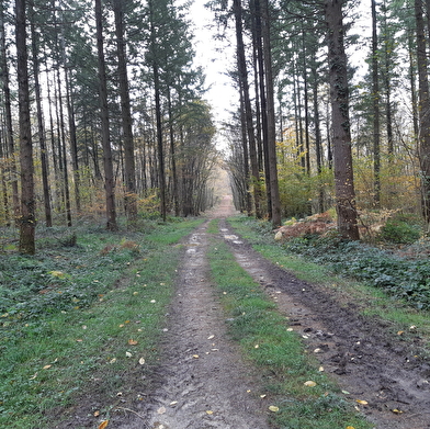 Bois de Fougemagne - Vallées Solnan et Sevron