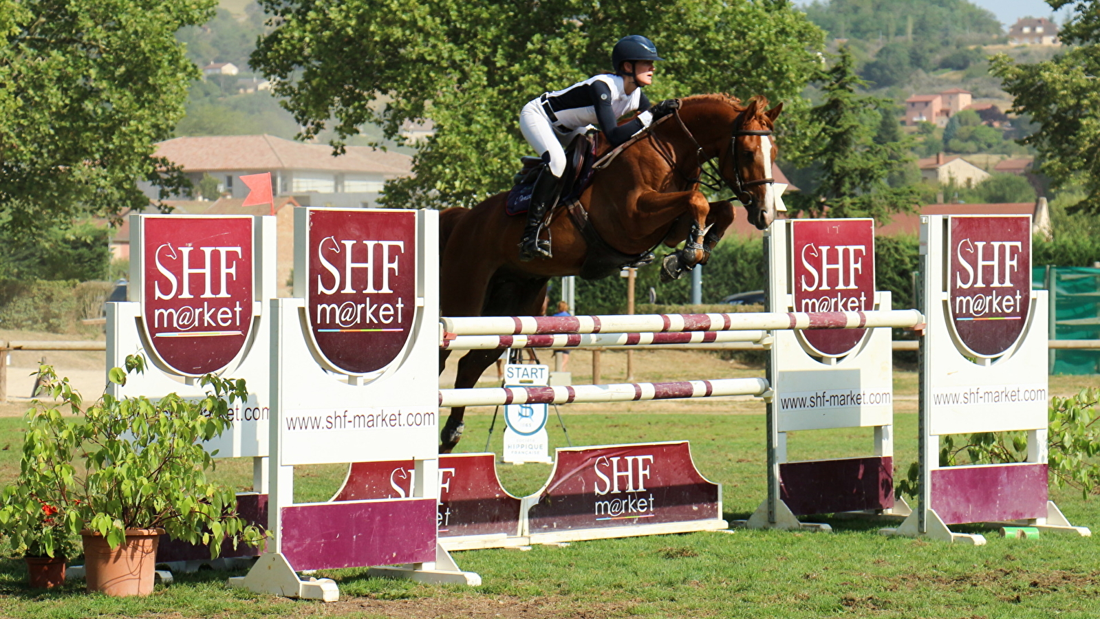 Concours Hippique - SHF jeunes chevaux