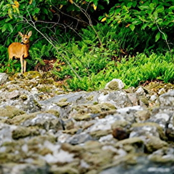 Mer de pierres - Curiosité géologique - COLLONGE-EN-CHAROLLAIS