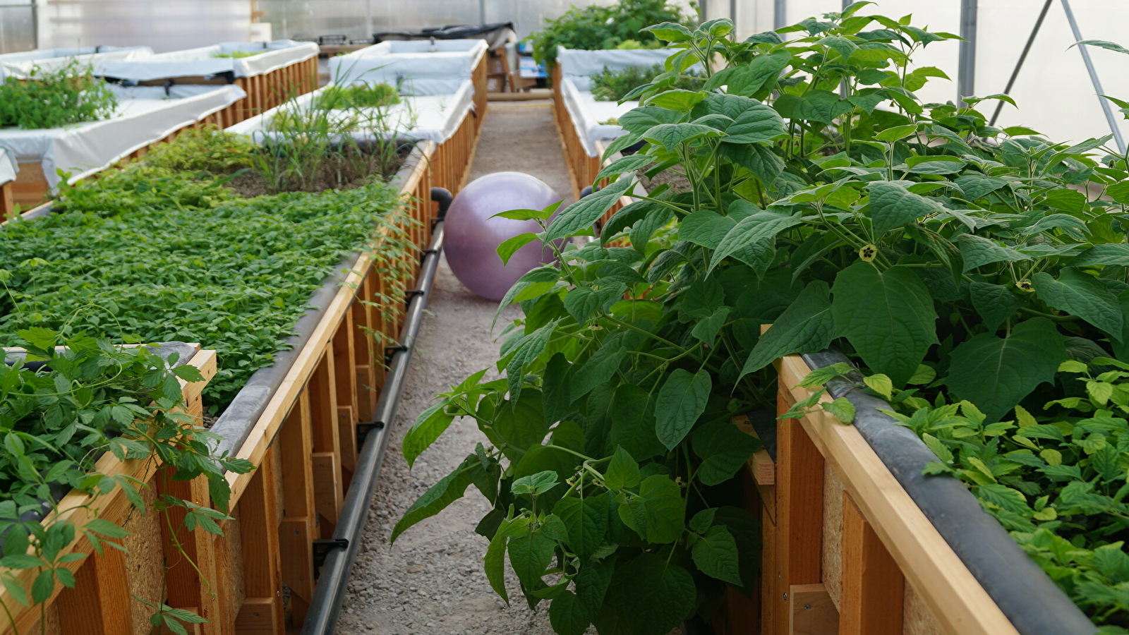 Jardin Aquaponique Dans Sa Bulle