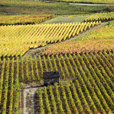 Chemins de Bourgogne - Journée en Côte de Beaune et Côte de Nuits