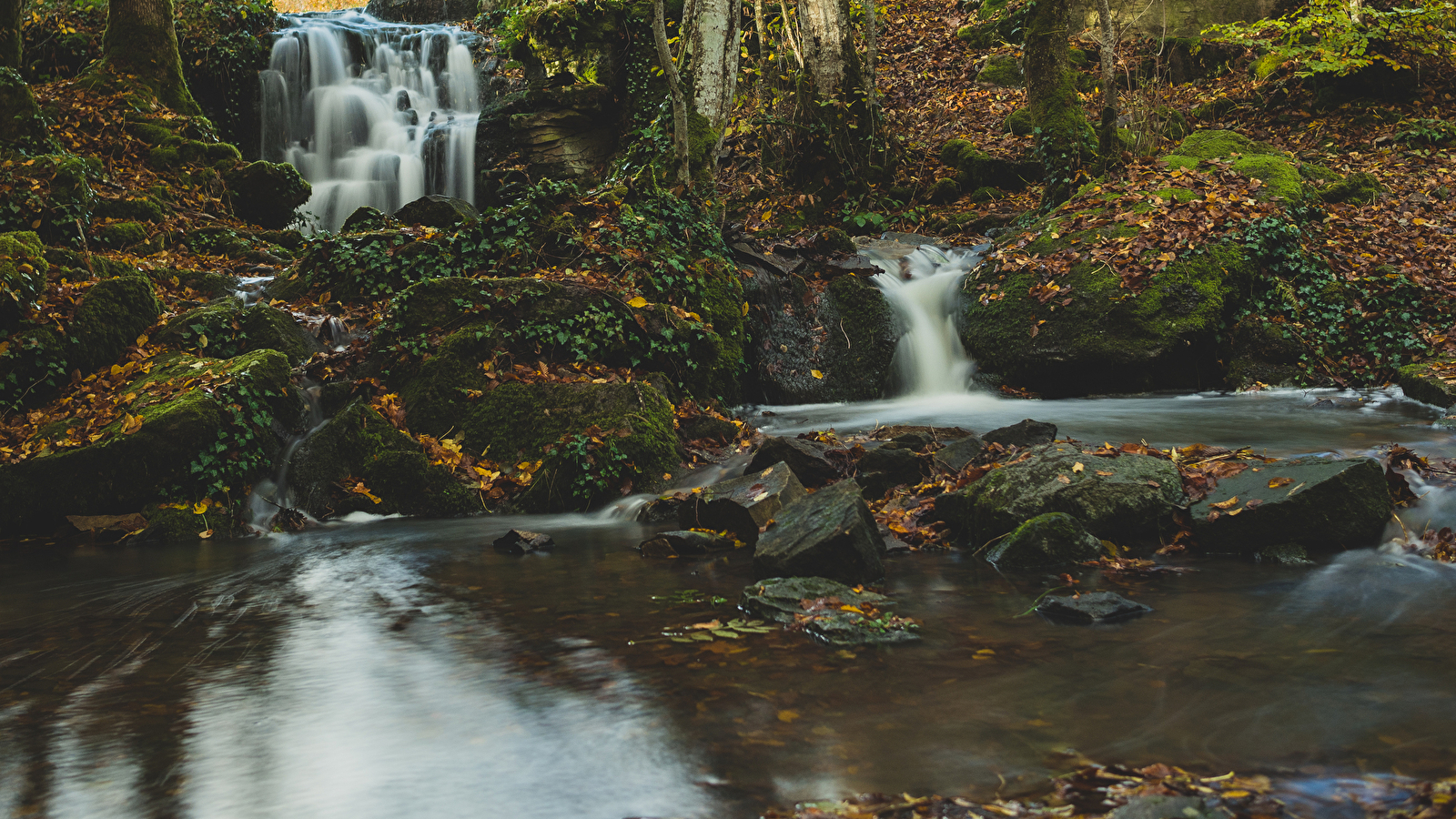 L'eau et la forêt