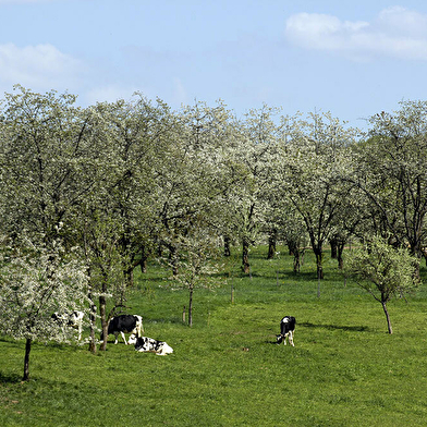 Les cerisiers en fleurs à Fougerolles