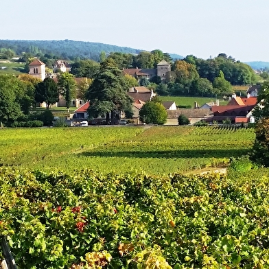 Masterclass/ Stage découverte des vins de Bourgogne : Balade guidée et  initiation à la dégustation et à l'oenologie