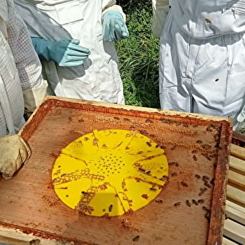 Visite de ruches et atelier Apiculture - SEURRE