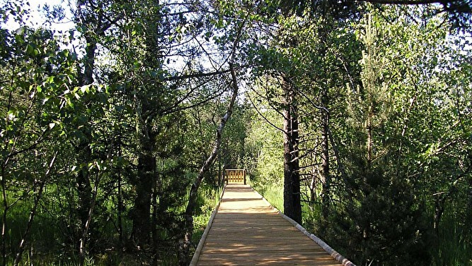 Tourbière des Creugnots