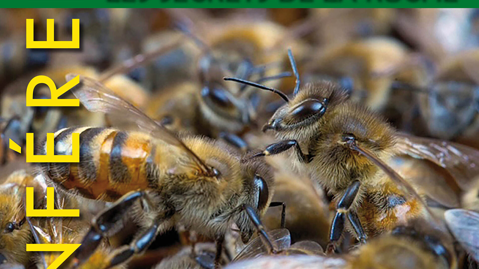 Conférence - Abeilles, les secrets de la ruche