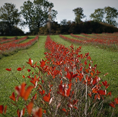 Domaine des Aronias