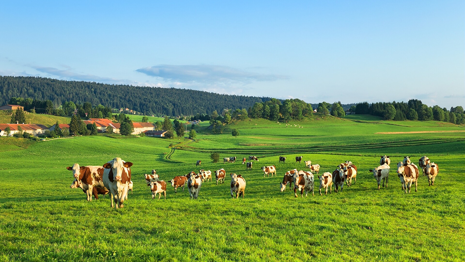 Le Zed Jurassien (copy)