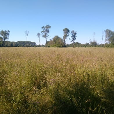 Prairies et bocage d'Ouroux-sur-Saône