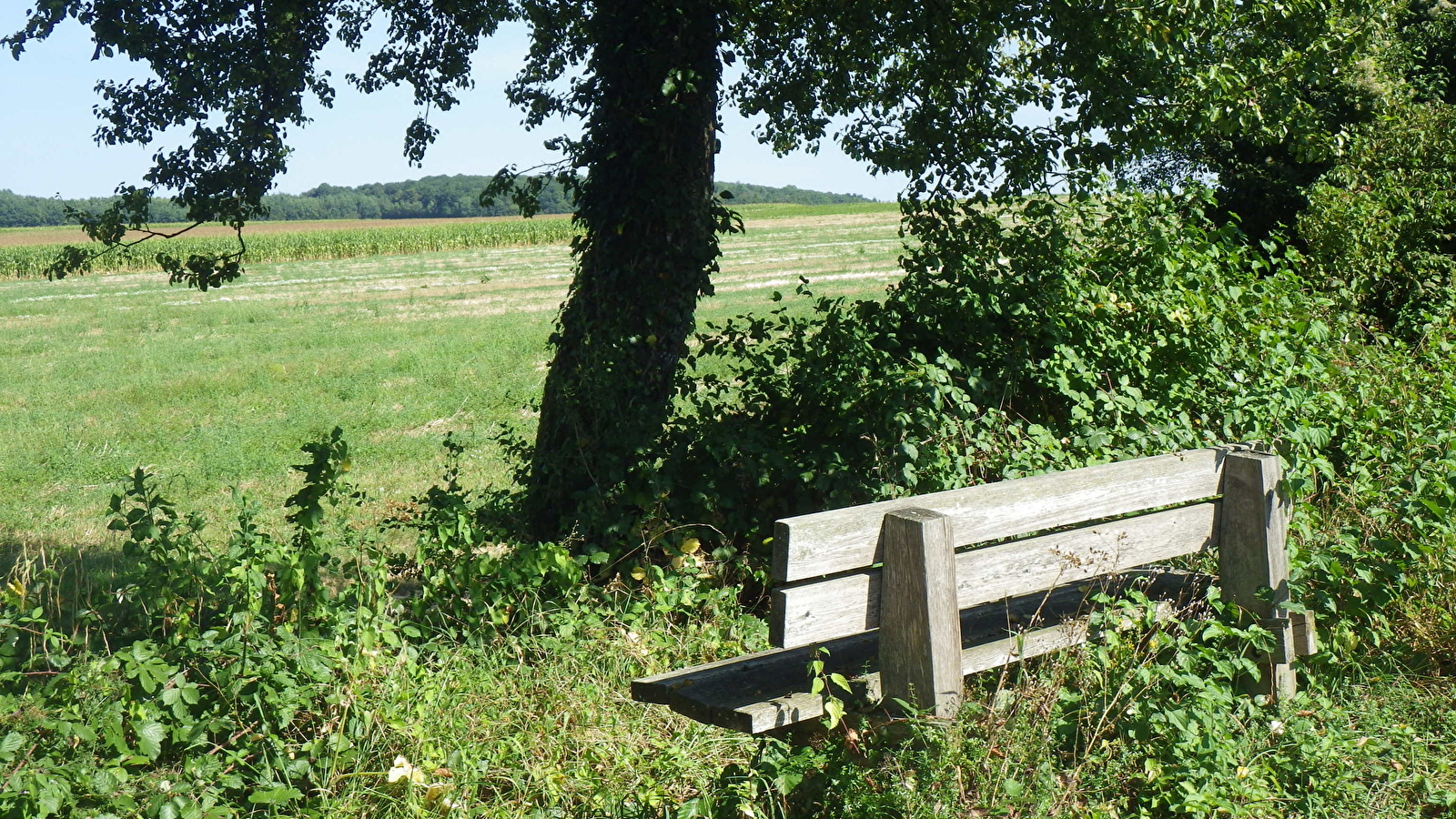Chemin Vert