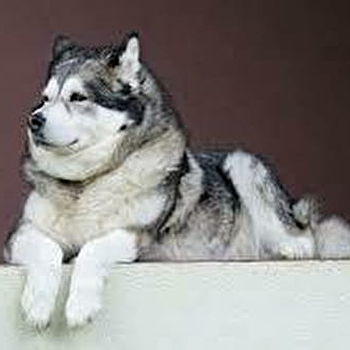 Réunion d'élevage de chiens Malamutes - SAINT-HONORE-LES-BAINS