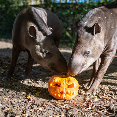 Halloween débarque à Touroparc !