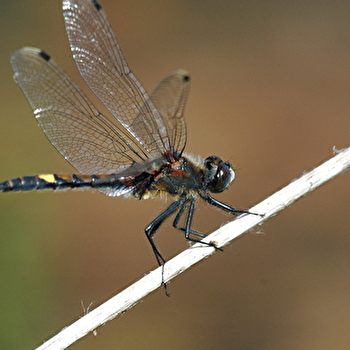 Sortie naturaliste : les insectes des tourbières de Frasne - FRASNE