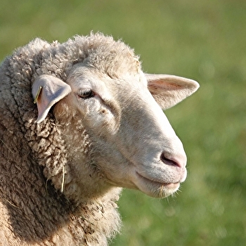 Foire Concours aux Moutons - LUZY