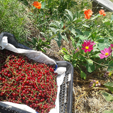 Alosnys, éco-centre en permaculture