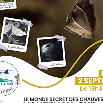 Nuit de la chauve-souris - VOUTENAY-SUR-CURE