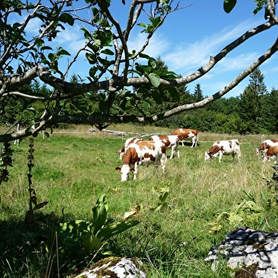 Le sentier du berger des vaches