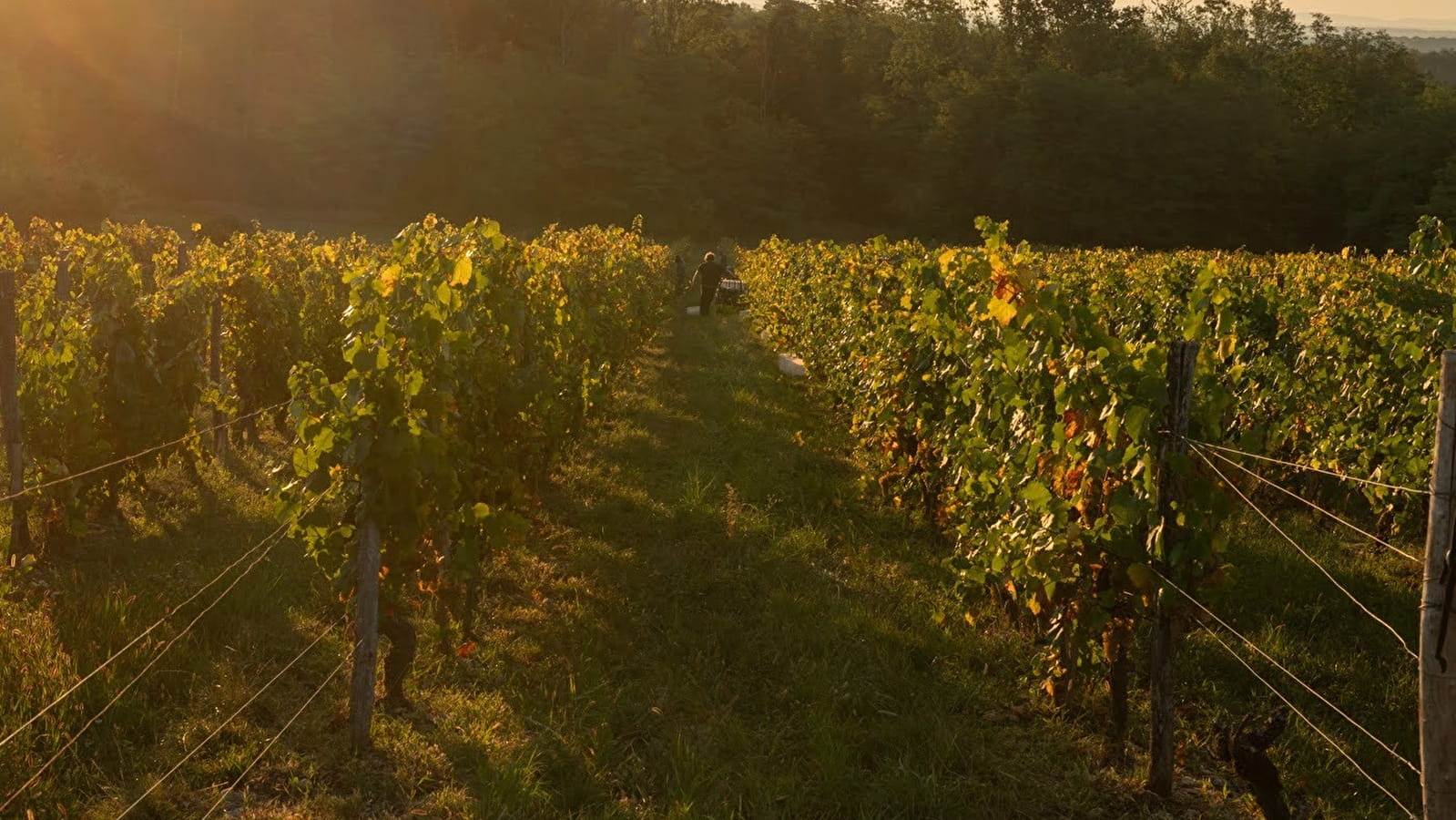 Circuit VTT n°18 Entre vignes et orchis