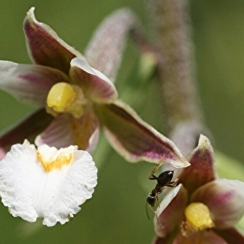 Réserve naturelle de Fontenelay - GEZIER-ET-FONTENELAY
