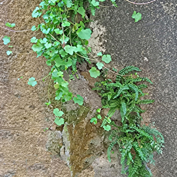 CLAMECY, AU FIL DE SA BIODIVERSITE - CLAMECY