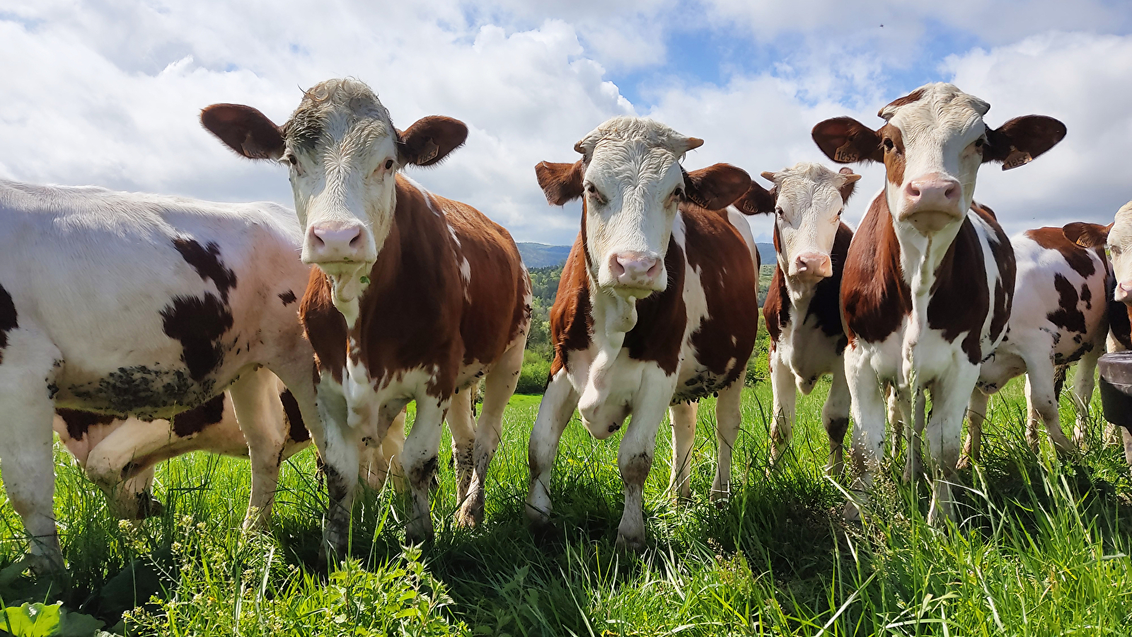 Visite de la ferme laitière de Cogna -Mercredi