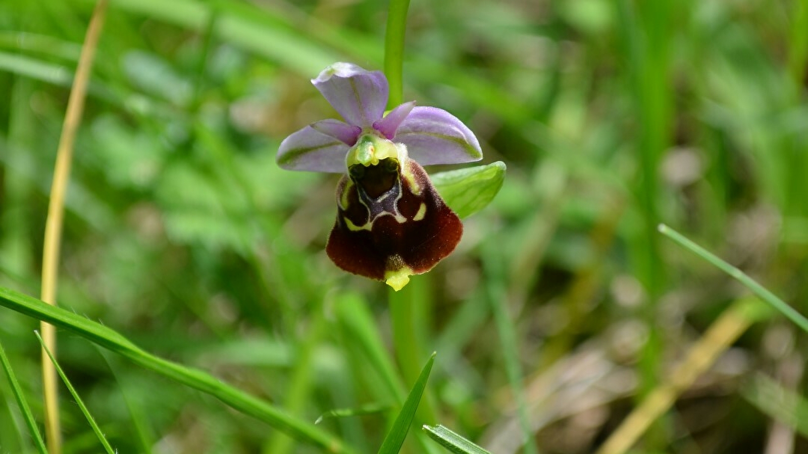 Les orchidées sauvages _ENS2024  'sur réservation'