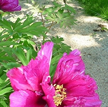 Jardin Emile Debroise - PARAY-LE-MONIAL