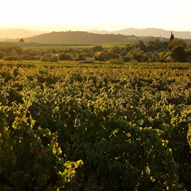 Visite du Vignoble en Petit Train 