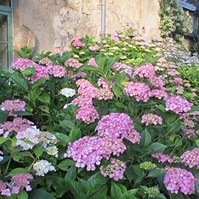 Jardins - Association les Amis du jardin et de la collection végétale 'Annabelle'