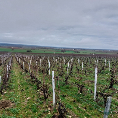 Depuis un beau panorama sur le vignoble de Saint-Andelain