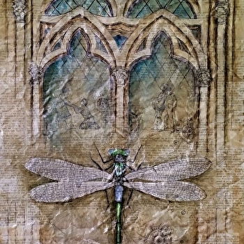 Exposition 'Insectes, vitraux & architecture' - MARCIGNY