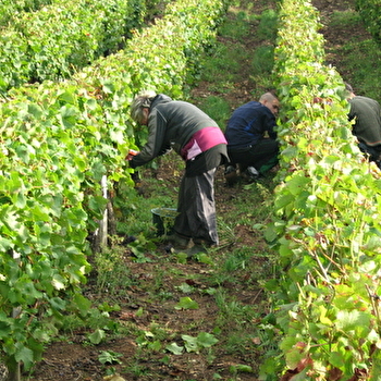 Caveau de Bacchus - Aviet Lucien & Fils - MONTIGNY-LES-ARSURES