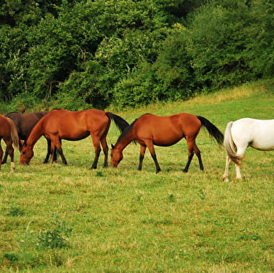 Traits Audacieux - Équitation pleine nature & école d'attelage