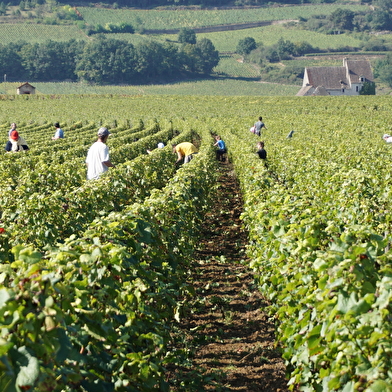 EARL Domaine Bonnardot Père et Fils