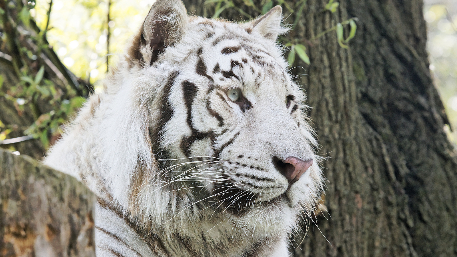 Touroparc Zoo