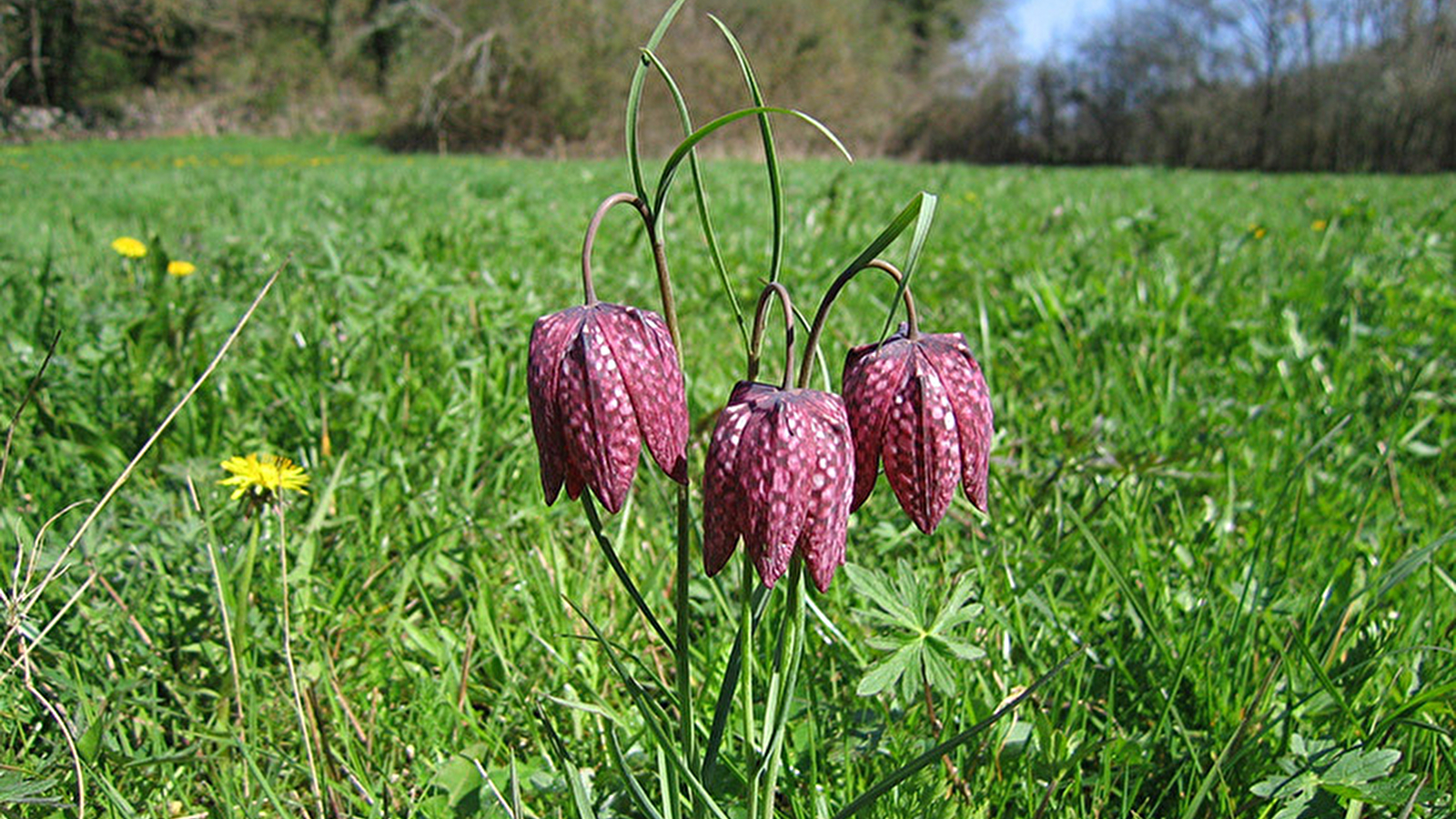 Prairies et bocage d'Ouroux-sur-Saône