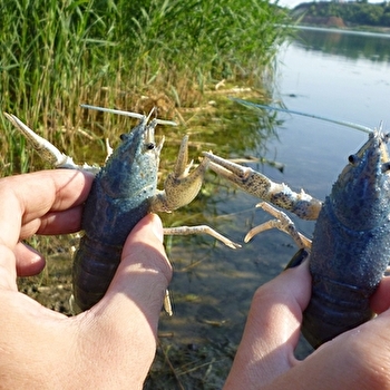 Initiation pêche aux écrevisses - MOULINS-ENGILBERT